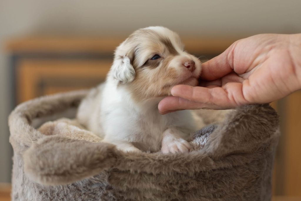 Stone of arkose - Chiot disponible  - Berger Australien