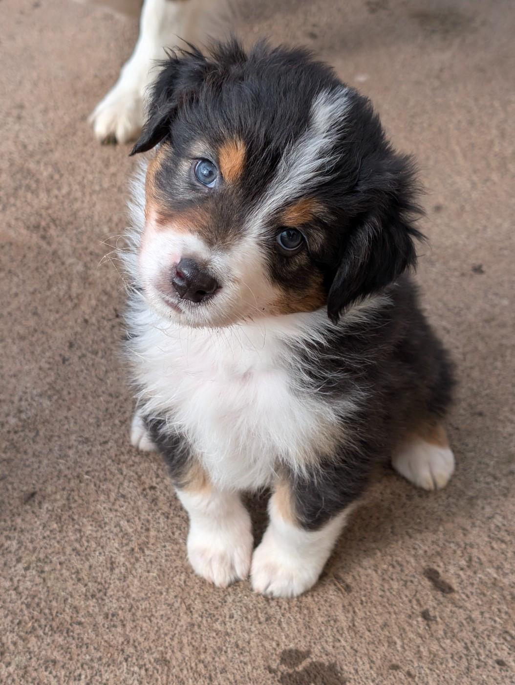 Stone of arkose - Chiots disponibles - Berger Australien