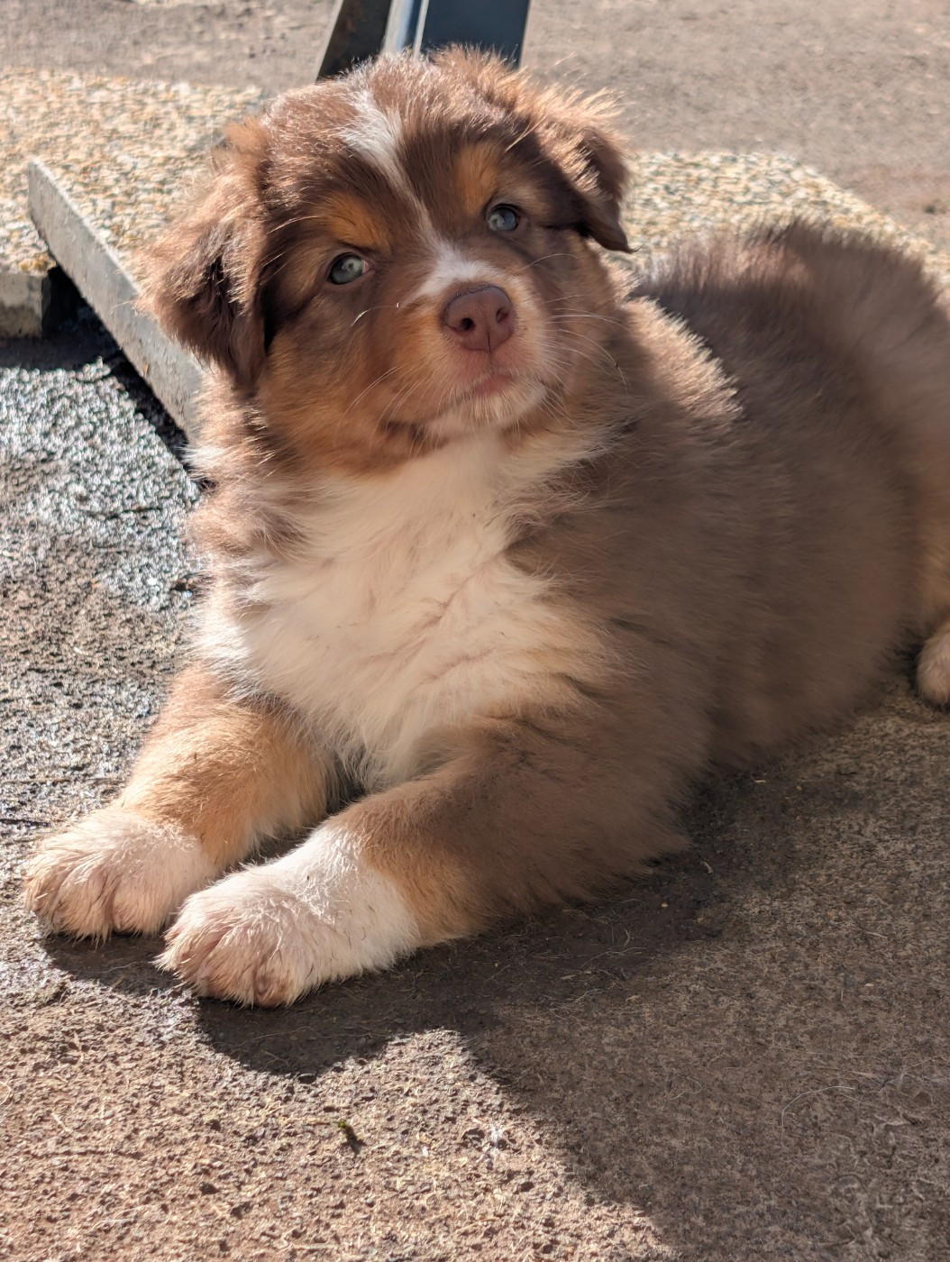 Stone of arkose - Chiots disponibles - Berger Australien