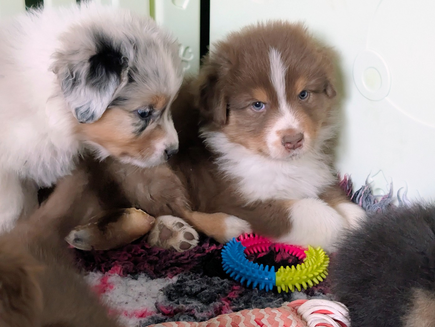 Stone of arkose - Chiots disponibles - Berger Australien